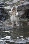 Polar_Bear_Knut_@_Berlin_Zoo_in_November_2007_01